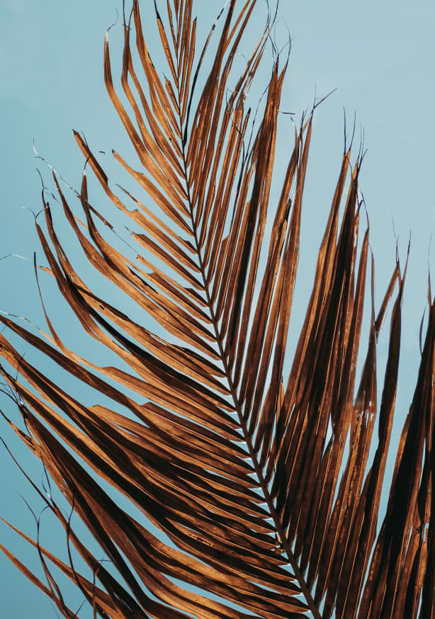 Quadro Dry Leaves