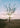 Quadro Dry Tree Sunset - Obrah | Quadros e Posters para Transformar a Parede