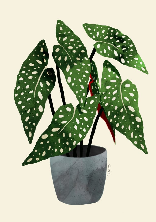 Quadro Begonia Maculata (1)