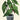 Quadro Begonia Maculata (1) - Obrah | Quadros e Posters para Transformar a Parede