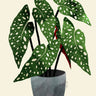 Quadro Begonia Maculata (1) - Obrah | Quadros e Posters para Transformar a Parede