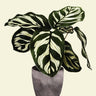 Quadro Calathea Plant - Obrah | Quadros e Posters para Transformar a Parede