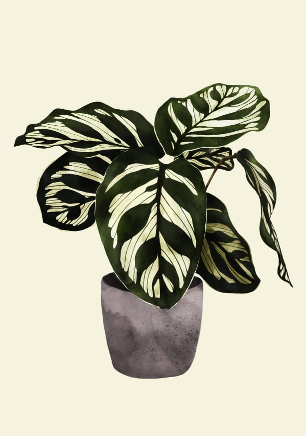 Quadro Calathea Plant