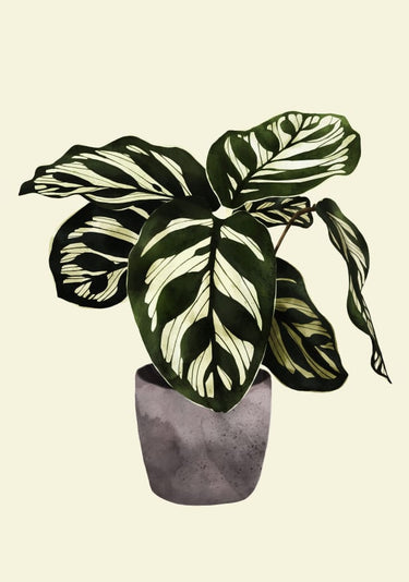 Quadro Calathea Plant - Obrah | Quadros e Posters para Transformar a Parede