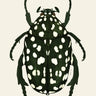 Quadro Green Beetle - Obrah | Quadros e Posters para Transformar a Parede