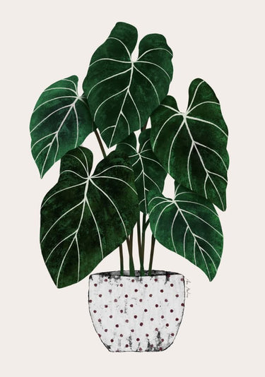 Quadro Philodendron Plant - Obrah | Quadros e Posters para Transformar a Parede