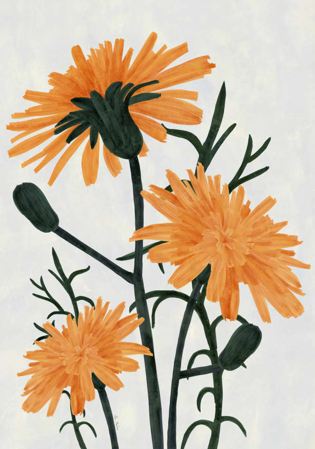 Quadro Wild Flowers (1) - Obrah | Quadros e Posters para Transformar a Parede