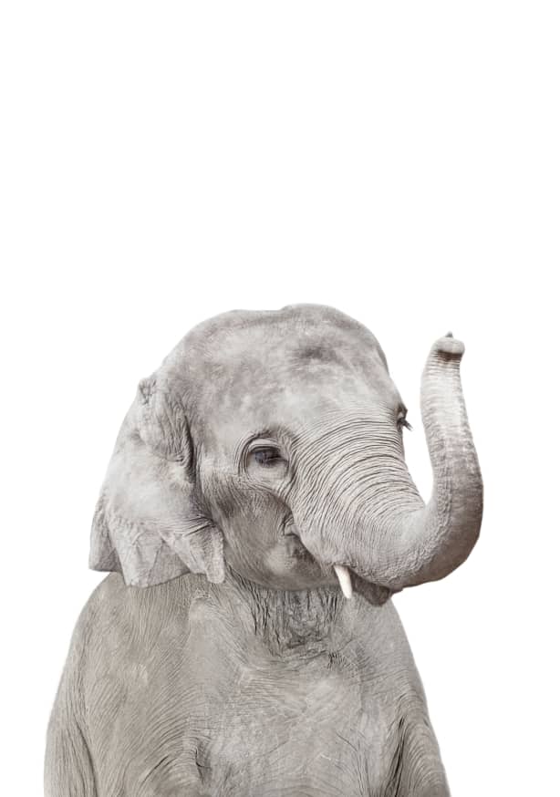 Quadro Elephant - Obrah | Quadros e Posters para Transformar a Parede