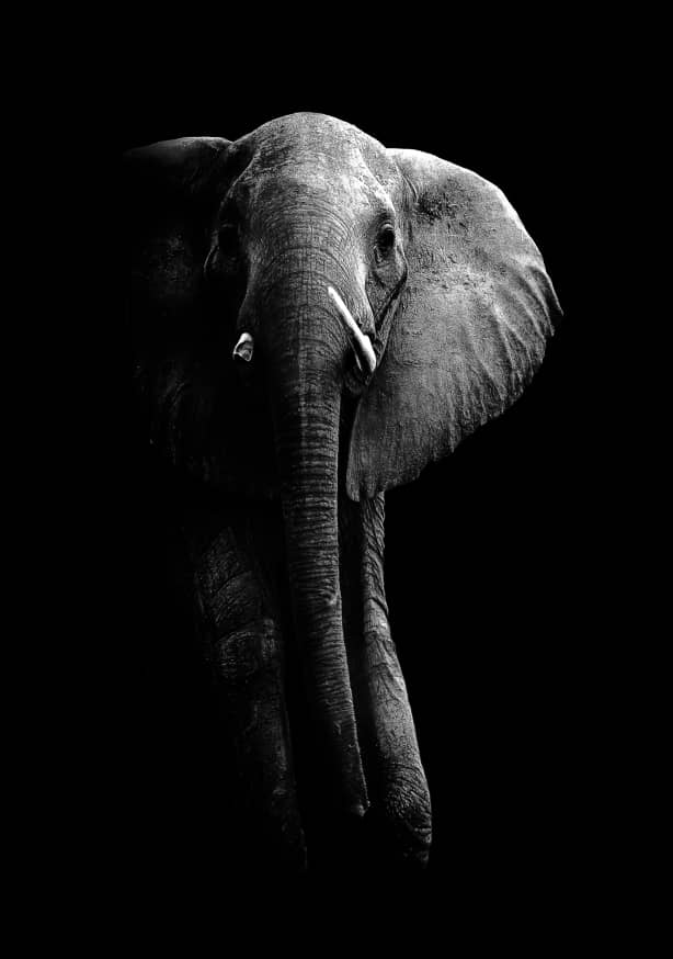 Quadro Elephant! by Wildphotoart