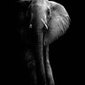 Quadro Elephant! by Wildphotoart - Obrah | Quadros e Posters para Transformar a Parede