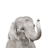 Quadro Elephant - Obrah | Quadros e Posters para Transformar a Parede