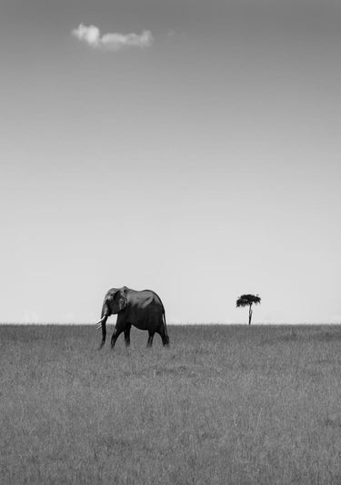 Quadro Elephant and the Friendly Cloud... by Ali Khataw - Obrah | Quadros e Posters para Transformar a Parede