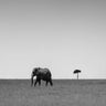 Quadro Elephant and the Friendly Cloud... by Ali Khataw - Obrah | Quadros e Posters para Transformar a Parede