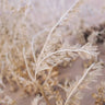 Quadro Exotic Flowers - Obrah | Quadros e Posters para Transformar a Parede
