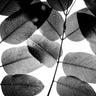 Quadro Experiment with Leaves II - Obrah | Quadros e Posters para Transformar a Parede