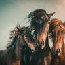 Quadro Family Portrait by Marcus Hennen - Obrah | Quadros e Posters para Transformar a Parede