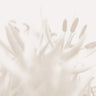 Quadro Flower Beige #2 By 1x Studio III - Obrah | Quadros e Posters para Transformar a Parede