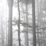 Quadro Foggy Autumn - Obrah | Quadros e Posters para Transformar a Parede
