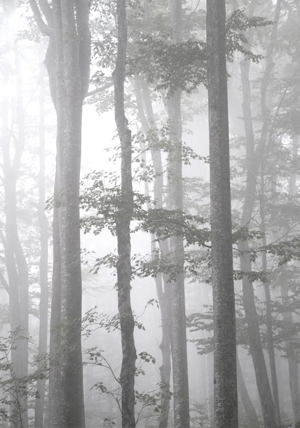 Quadro Foggy Autumn