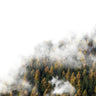 Quadro Forest Trees - Obrah | Quadros e Posters para Transformar a Parede