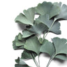 Quadro Ginkgo Biloba - Obrah | Quadros e Posters para Transformar a Parede