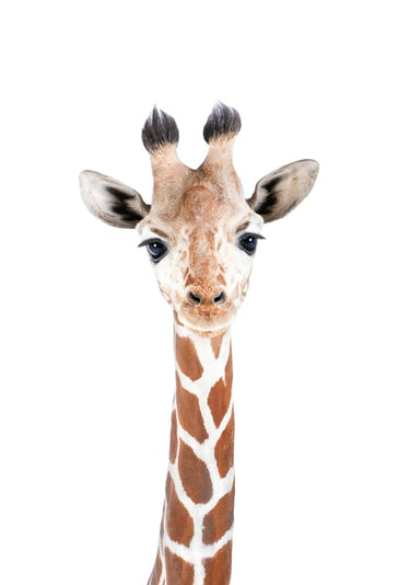 Quadro Giraffe - Obrah | Quadros e Posters para Transformar a Parede