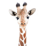 Quadro Giraffe - Obrah | Quadros e Posters para Transformar a Parede