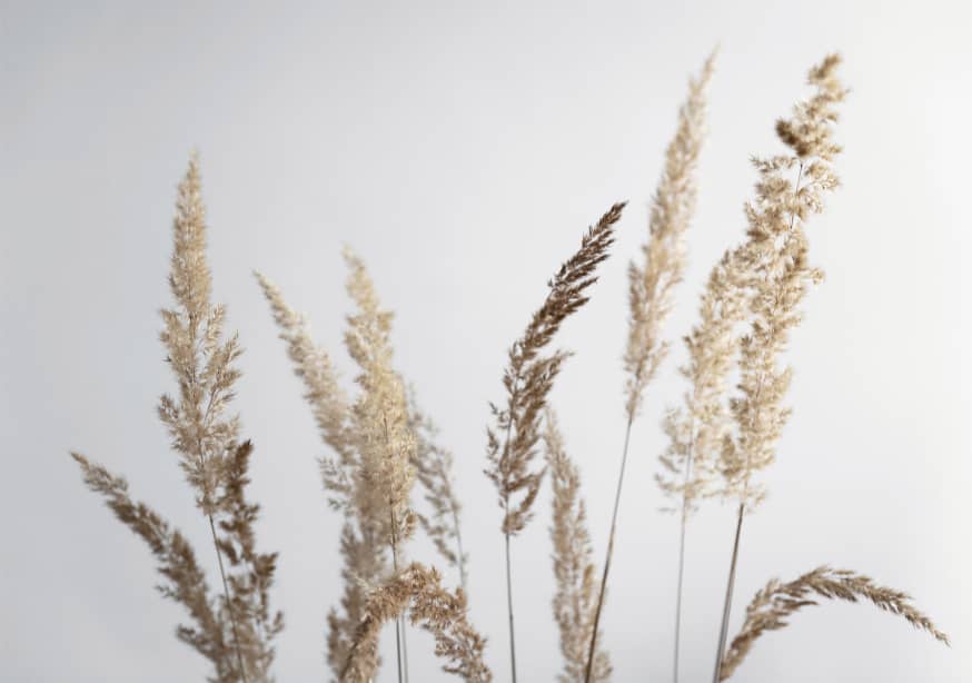 Quadro Glorious Golden Pampas Grass - Obrah | Quadros e Posters para Transformar a Parede