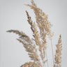 Quadro Golden Pampas Grass - Obrah | Quadros e Posters para Transformar a Parede
