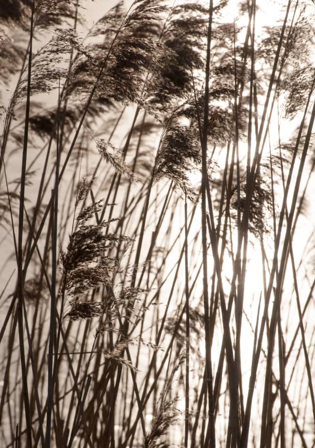 Quadro Grasses in the Golden Sunset - Obrah | Quadros e Posters para Transformar a Parede