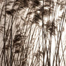 Quadro Grasses in the Golden Sunset - Obrah | Quadros e Posters para Transformar a Parede