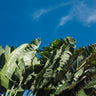 Quadro Green and Blue - Obrah | Quadros e Posters para Transformar a Parede