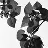 Quadro Green Is the Color of Life - Obrah | Quadros e Posters para Transformar a Parede