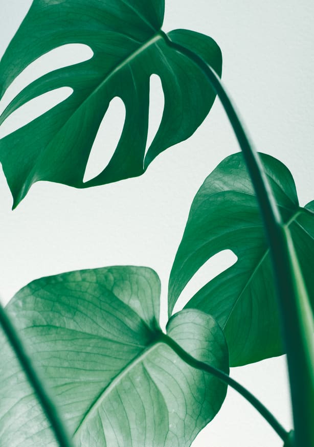 Quadro Green Leaves
