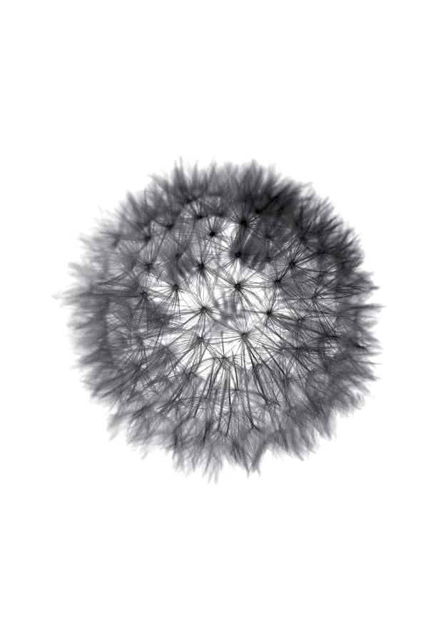 Quadro Grey Grafic Dandelion - Obrah | Quadros e Posters para Transformar a Parede