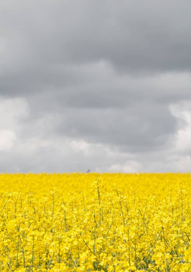 Quadro Grey Sky Meets Yellow Fields - Obrah | Quadros e Posters para Transformar a Parede