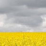 Quadro Grey Sky Meets Yellow Fields - Obrah | Quadros e Posters para Transformar a Parede