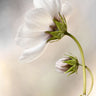 Quadro Heavenly Cosmos by Mandy Disher - Obrah | Quadros e Posters para Transformar a Parede