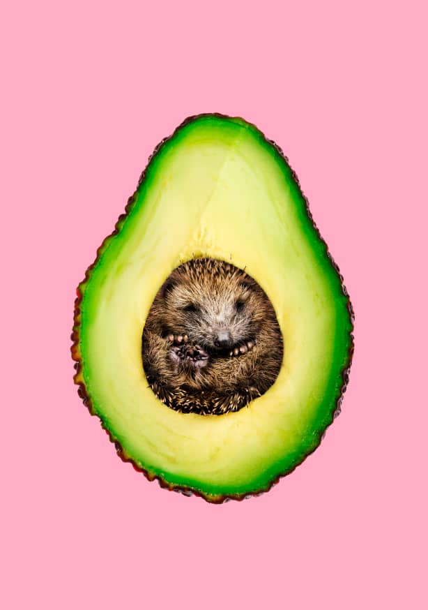 Quadro Hedgehocado
