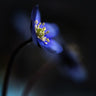 Quadro Hepatica Nobilis Ll By Heidi Westum - Obrah | Quadros e Posters para Transformar a Parede