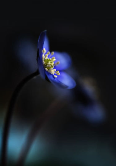 Quadro Hepatica Nobilis Ll By Heidi Westum - Obrah | Quadros e Posters para Transformar a Parede