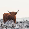 Quadro Highlander by Jaap Van Den - Obrah | Quadros e Posters para Transformar a Parede