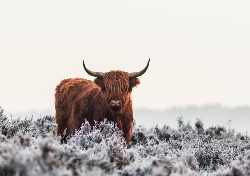 Quadro Highlander by Jaap Van Den - Obrah | Quadros e Posters para Transformar a Parede