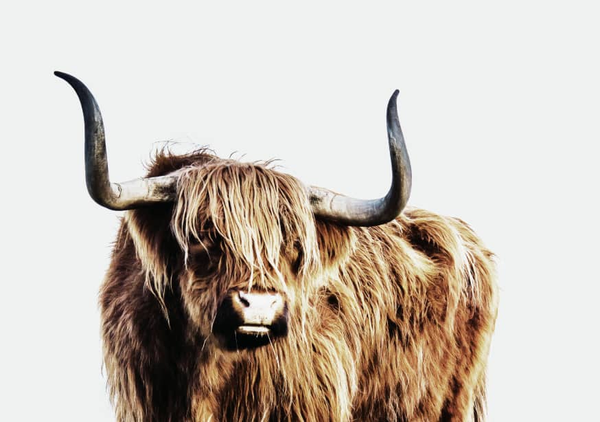 Quadro Highlander Cattle - Obrah | Quadros e Posters para Transformar a Parede