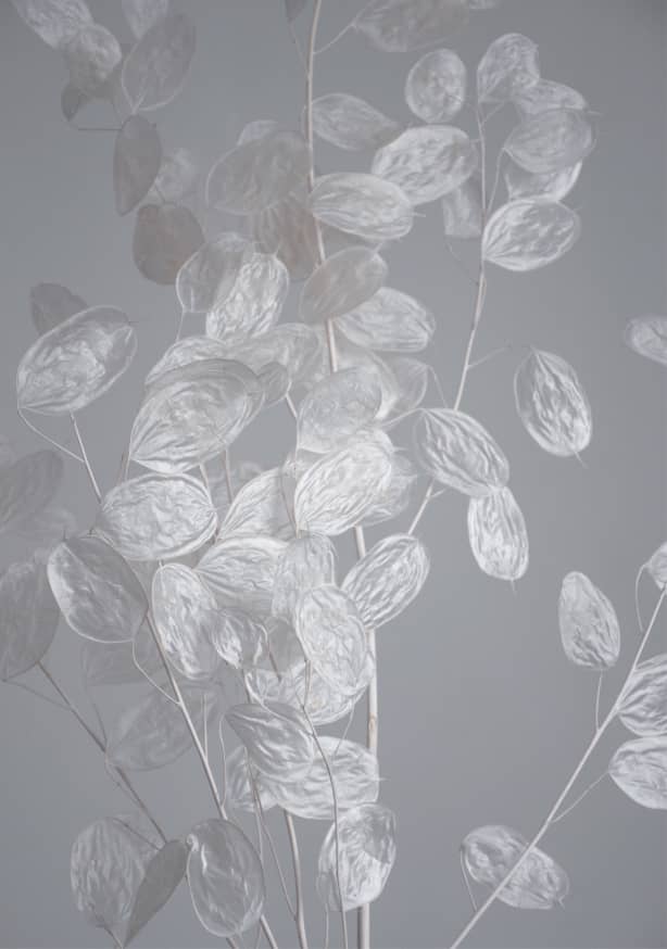 Quadro Honesty a Branch of Dried Flowers - Obrah | Quadros e Posters para Transformar a Parede