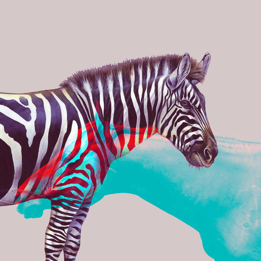 Quadro Horse and Zebra - Obrah | Quadros e Posters para Transformar a Parede