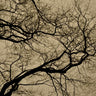 Quadro Houre Abstract Branches - Obrah | Quadros e Posters para Transformar a Parede