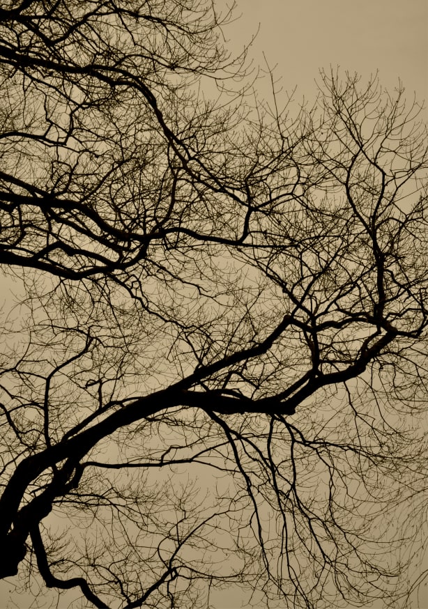 Quadro Houre Abstract Branches - Obrah | Quadros e Posters para Transformar a Parede