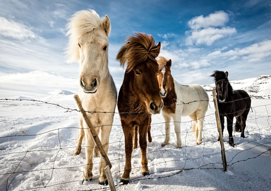 Quadro Icelandic Hair Style by Mike Leske - Obrah | Quadros e Posters para Transformar a Parede