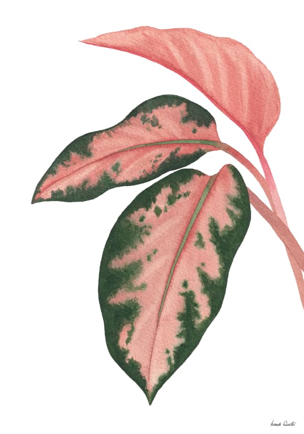 Quadro Aglaonema Lawan